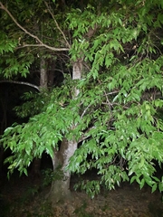 Syzygium floribundum
