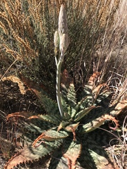 Aloe greatheadii