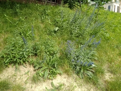 Echium vulgare