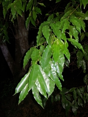 Syzygium floribundum