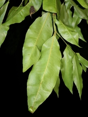 Syzygium floribundum
