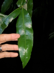 Syzygium floribundum