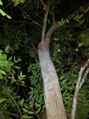 Syzygium floribundum