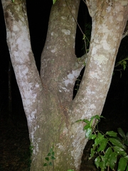 Syzygium floribundum