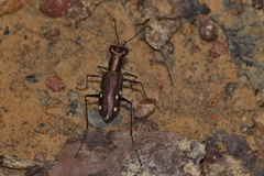 Prothyma schmidtgoebeli