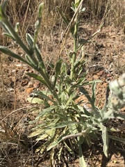 Nidorella hottentotica