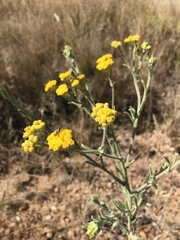 Nidorella hottentotica