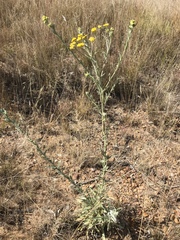 Nidorella hottentotica