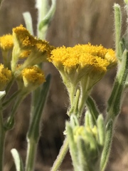 Nidorella hottentotica