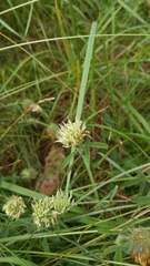 Trifolium ochroleucon