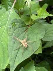 Dolomedes sulfureus