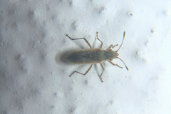 Agraphopus lethierryi