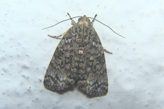 Blenina