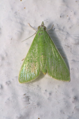 Crambidae