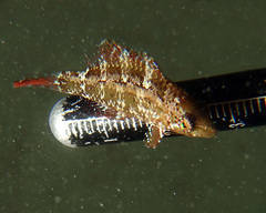 Pteragogus flagellifer