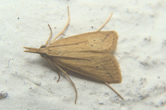 Crambidae
