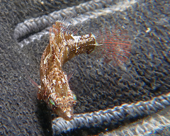 Pteragogus flagellifer