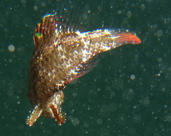 Pteragogus flagellifer