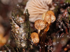 Mycena mamaku