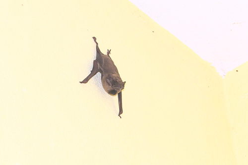Black-bearded Tomb Bat