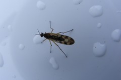 Sylvicola undulatus