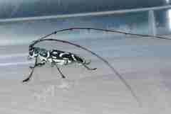 Microlenecamptus signatus