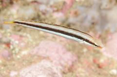 Aspidontus dussumieri