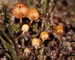 Mycena mamaku