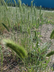 Agropyron cristatum
