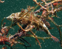 Pteragogus flagellifer