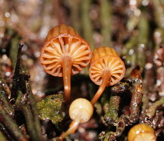 Mycena mamaku