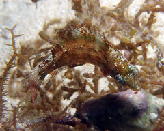 Pteragogus flagellifer