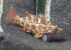 Pteragogus flagellifer