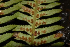 Alsophila bullata parahildebrandtii