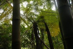 Alsophila bullata parahildebrandtii
