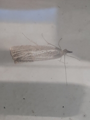 Thisanotia chrysonuchella