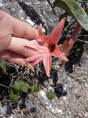 Hippeastrum stylosum