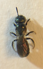 Ceratina strenua