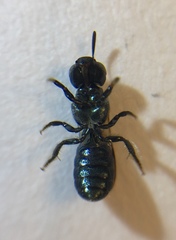 Ceratina strenua