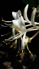Lonicera periclymenum