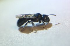 Ceratina strenua