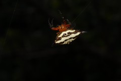 Gasteracantha rhomboidea comorensis
