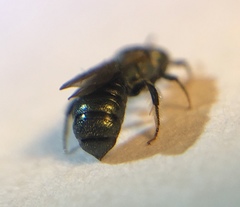 Ceratina strenua