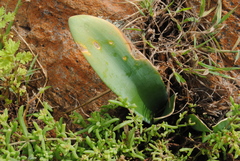 Haemanthus