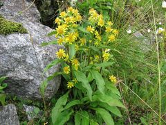 Solidago virgaurea minuta