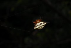 Gasteracantha rhomboidea comorensis
