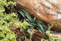 Cyanotis speciosa