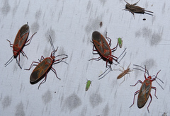 Dysdercus evanescens