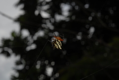 Gasteracantha rhomboidea comorensis