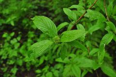 Cornus sericea occidentalis